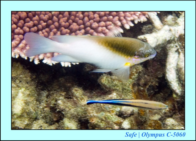 2006 - 07 - Tioman - Plongee Paya beach 31